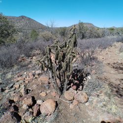 Davis Mountains Preserve - Cacti everywhere! Davis Mountains Preserve 2.15.2025