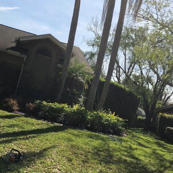 Grant's Tree Service - Palms needed a makeover - Tree Services Near Me - Orlando, Florida