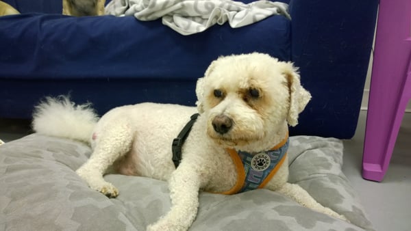 small dog daycare near me