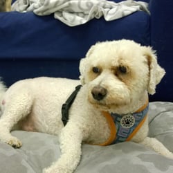 The Little Doggy Daycare Closed 18 Photos Pet Sitting 1633