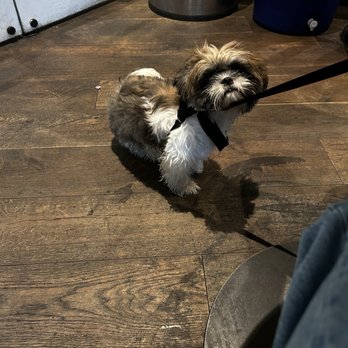 Forthright - mochi , our pup who they let eat inside with us in the rainy weather - Cafes Near Me - Austin, Texas