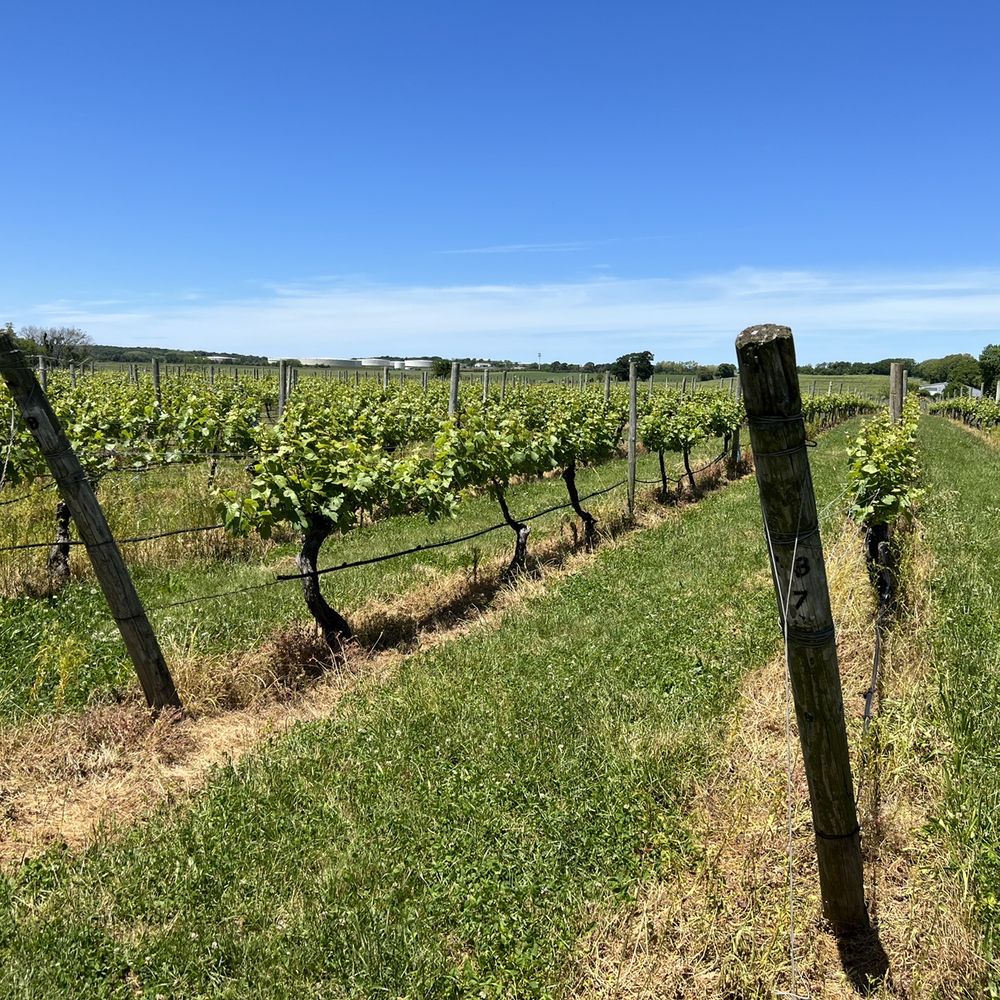Palmer Vineyards - Vineyards - Wineries Near Me - Aquebogue, New York Palmer Vineyards - Vineyards - Wineries Near Me - Aquebogue, New York