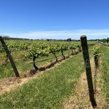 Palmer Vineyards - Vineyards - Wineries Near Me - Aquebogue, New York Palmer Vineyards - Vineyards - Wineries Near Me - Aquebogue, New York