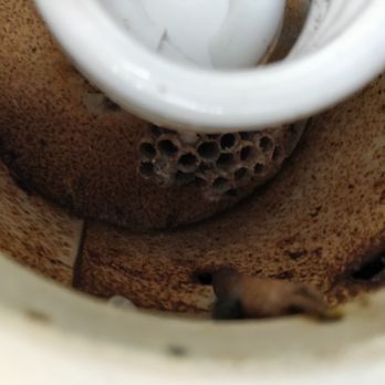 Armor Pest Defense - Nest not removed as promised - Pest Control Near Me Armor Pest Defense - Nest not removed as promised - Pest Control Near Me