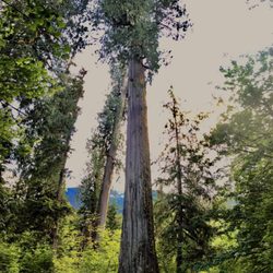 Bedal Campground - Old growth trees tower over picnic table.