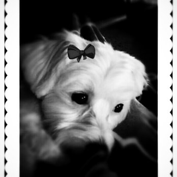 Amanda's Top Notch Grooming - She love love love getting groomed - Pet Groomers Near Me - Patterson, California Amanda's Top Notch Grooming - She love love love getting groomed - Pet Groomers Near Me - Patterson, California