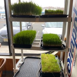 Wheat Grass