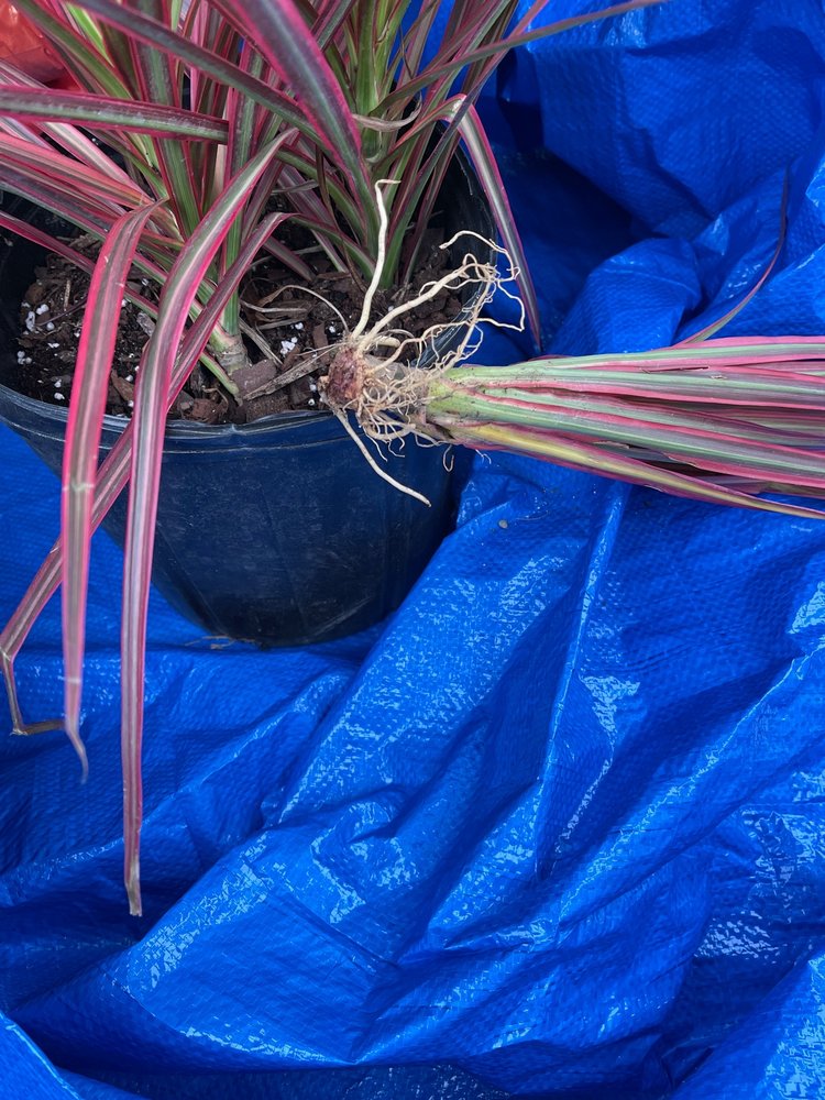 HOUSTON GARDEN CENTER 12 Photos & 30 Reviews 7225 Hwy 6, Missouri