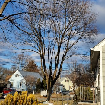 Knock on Wood Tree Service - Before and after photos - Tree Services Near Me - Belvidere, New Jersey Knock on Wood Tree Service - Before and after photos - Tree Services Near Me - Belvidere, New Jersey