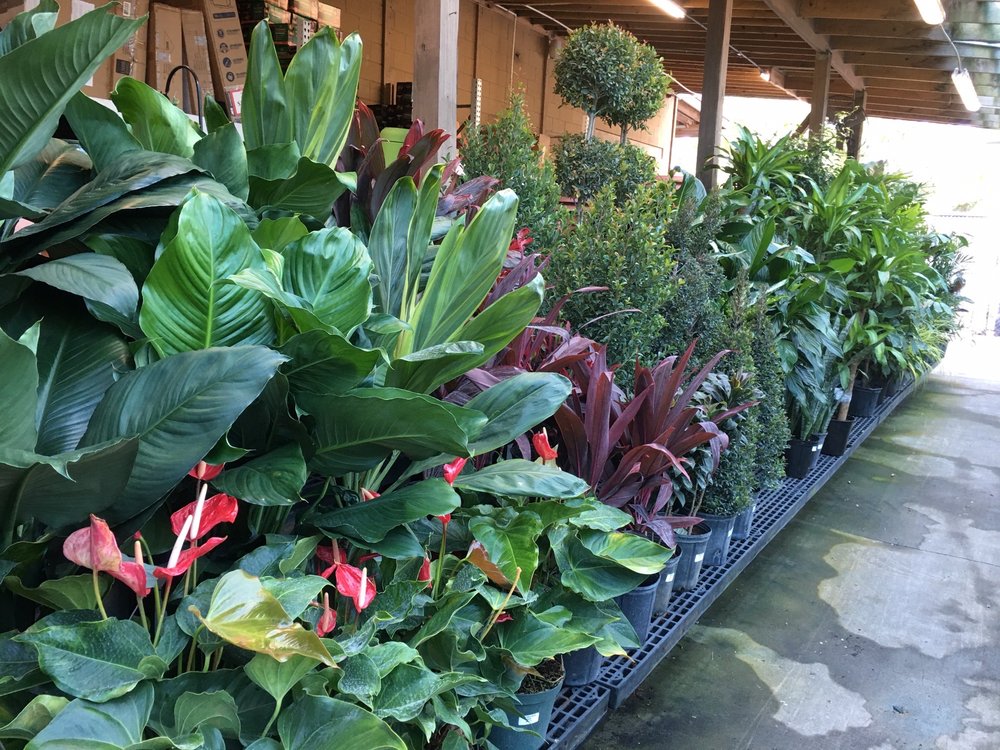 ISLANDS ACE HARDWARE 25 Photos & 22 Reviews 318 Johnny Mercer Blvd