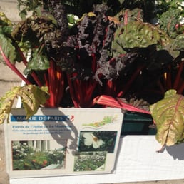 I wasn't lying about the rhubarb in the flower display