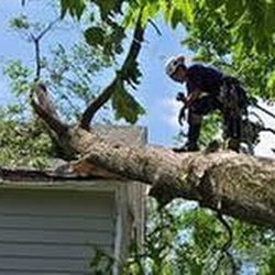 Advantage Tree Care - untitled