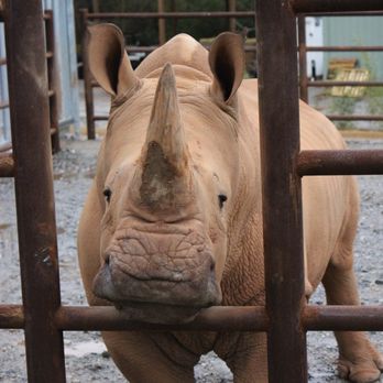 Georgia Safari Conservation Park - Rhino - Zoos Near Me - Madison, Georgia