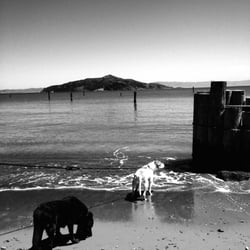 GoodDog - we love Kelli Rose