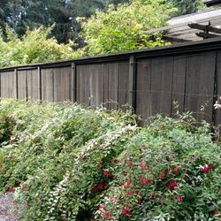 Rances Lawn Care - Fuchsia now under control