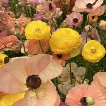 The Flower Fields - The different hues and shades are gorgeous - Venues & Event Spaces Near Me - Carlsbad, California The Flower Fields - The different hues and shades are gorgeous - Venues & Event Spaces Near Me - Carlsbad, California