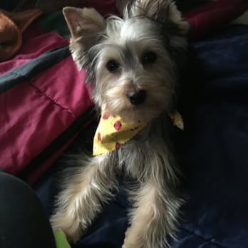 PetMan Grooming - Pet Groomers Near Me - Fredericksburg, Virginia
