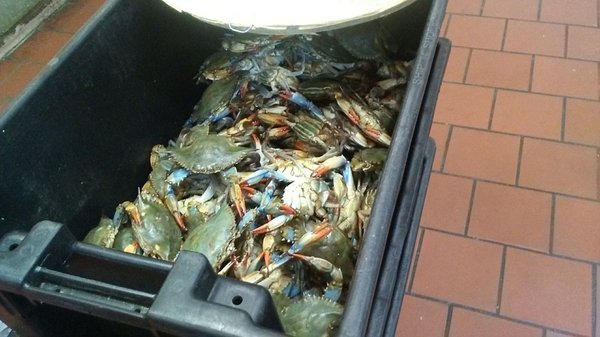 149 Steam Fish by null