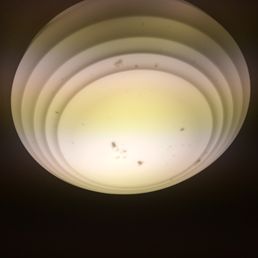 Dead bugs Dead bugs