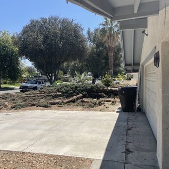 Alex's Natural Tree Care - Job in progress. - Tree Services Near Me - Pomona, California