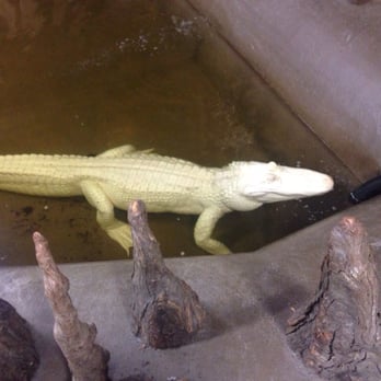 Airboat Adventures - Boat Tours Near Me - Lafitte, Louisiana