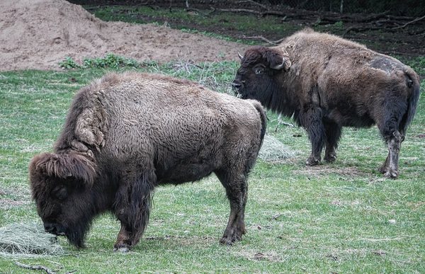 Caldwell Zoo by null