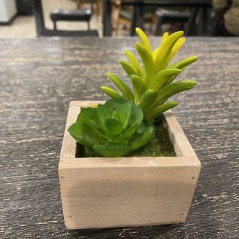 Feng Cha Teahouse - a small succulent in a wooden planter - Desserts Near Me - Richardson, Texas