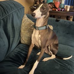 VCA Hyannis Animal Hospital - Teal