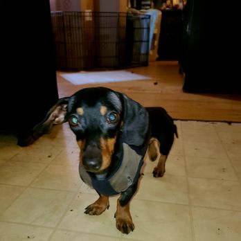 Animal Fix Clinic - Dash sends his love - Veterinarians Near Me - Pinole, California Animal Fix Clinic - Dash sends his love - Veterinarians Near Me - Pinole, California