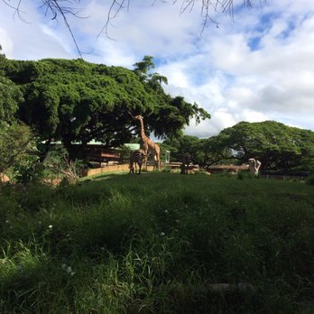 Honolulu Zoo - Reticulated Giraffe and Grant's Zebras - Zoos Near Me - Honolulu, Hawaii