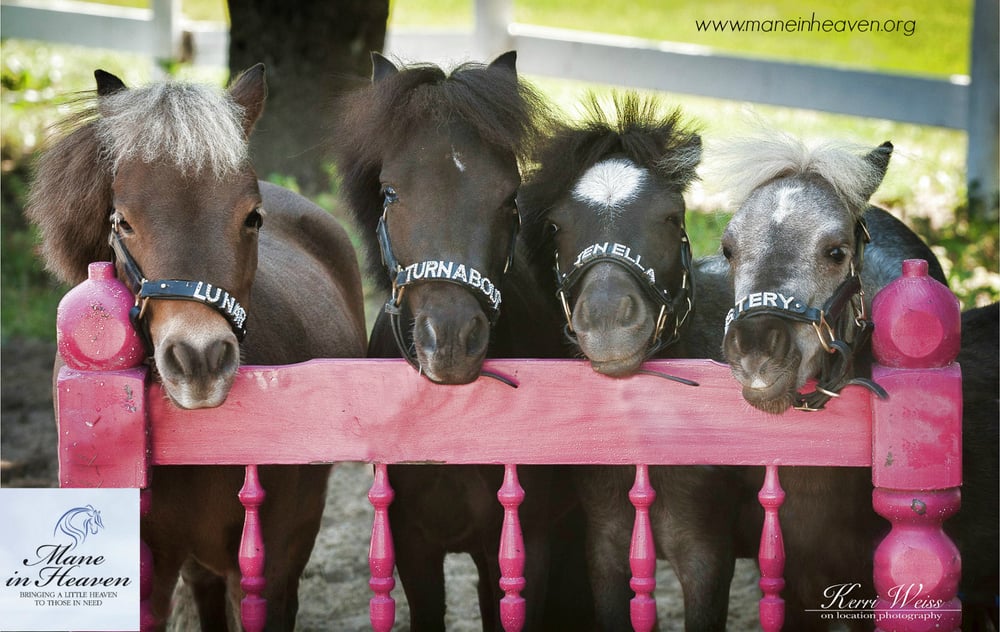 Mane In Heaven - social services organization in Lake In The Hills, IL