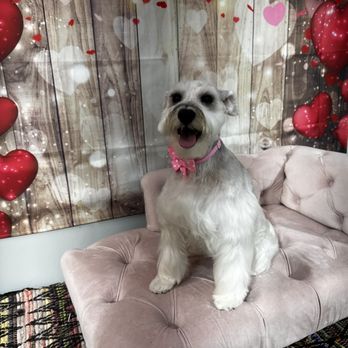 The Pampered Pup - Pet Groomers Near Me - Mobile, Alabama