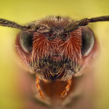 Old Towne Termite and Pest Control - #drywoodtermites they're here! - Pest Control Near Me Old Towne Termite and Pest Control - #drywoodtermites they're here! - Pest Control Near Me