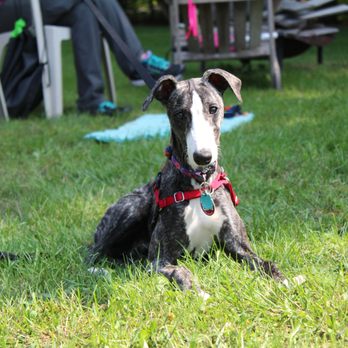 Coast Dogs Training - Pet Training Near Me - Sarasota, Florida