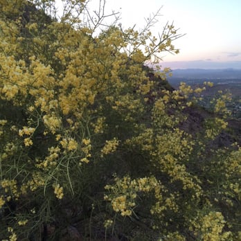 Cholla Trail - The yellow flowers in April come alive at dusk. They are not as noticeable during the daylight hours. - Hiking Near Me - Paradise Valley, Arizona Cholla Trail - The yellow flowers in April come alive at dusk. They are not as noticeable during the daylight hours. - Hiking Near Me - Paradise Valley, Arizona