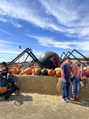 Cool Patch Pumpkins by null