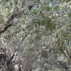 Clear Lake Campground - The fluffiest pollen