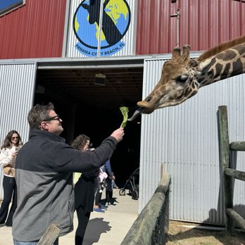 Zoo World - Feeding the giraffe - Zoos Near Me - Panama City Beach, Florida Zoo World - Feeding the giraffe - Zoos Near Me - Panama City Beach, Florida