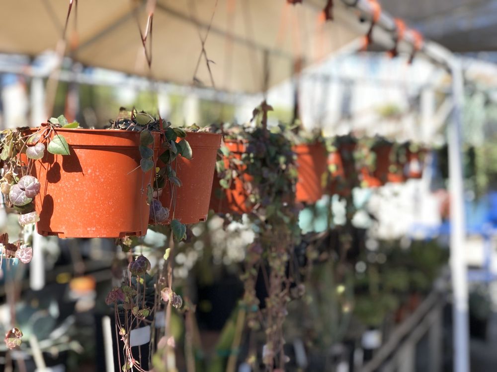 REGAN NURSERY 512 Photos & 204 Reviews Nurseries & Gardening 4268