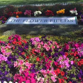 The Flower Fields - Flowers, flowers, flowers. - Venues & Event Spaces Near Me - Carlsbad, California