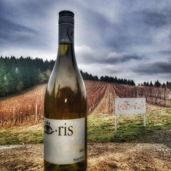 Iris Vineyards - A cozy cloudy day. - Wine Bars Near Me - Springfield, Oregon