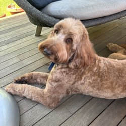 Harbor Pets - Doggy beautifully groomed.