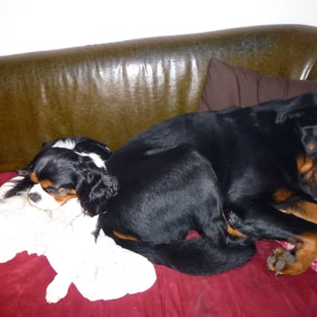 Pile Poil - Pet Sitting Near Me - Kingersheim, 68 Pile Poil - Pet Sitting Near Me - Kingersheim, 68