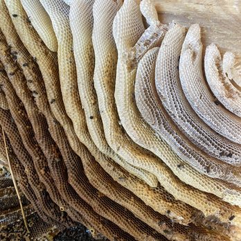 Kimbo Pest Solution - Removal and Repair from underneath Shed floor. - Pest Control Near Me Kimbo Pest Solution - Removal and Repair from underneath Shed floor. - Pest Control Near Me