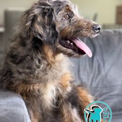 The Loyal Paws Company - AUSSIEDOODLE