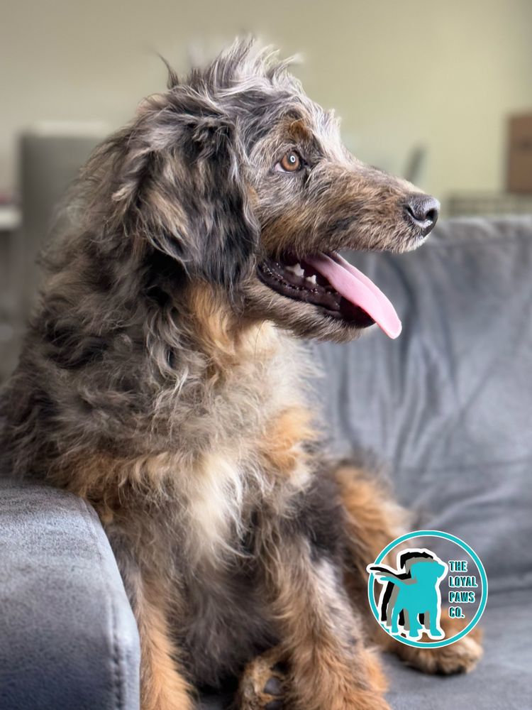 The Loyal Paws Company - pet boarding facility in Brooksville, FL
