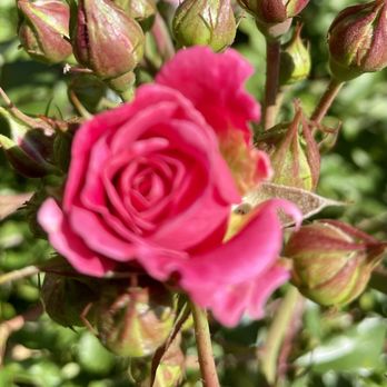Benckini Richard W Landscaping - a pink rose - Landscaping Near Me - Allentown, Pennsylvania Benckini Richard W Landscaping - a pink rose - Landscaping Near Me - Allentown, Pennsylvania