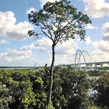 Volusia Bobcat & Tree Service - Tree Services Near Me - DeBary, Florida Volusia Bobcat & Tree Service - Tree Services Near Me - DeBary, Florida