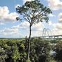 Photo of Volusia Bobcat & Tree Service
