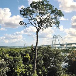 Volusia Bobcat & Tree Service